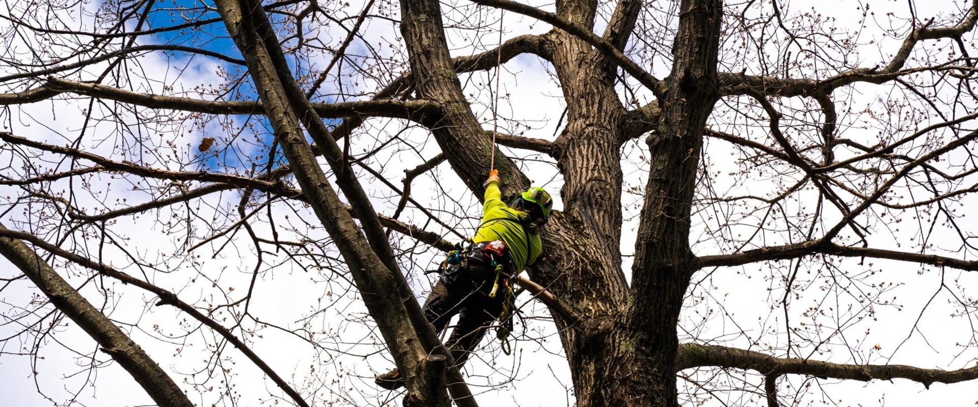 The Ultimate Guide to Tree Trimming and Pruning: Techniques, Tips, and ...