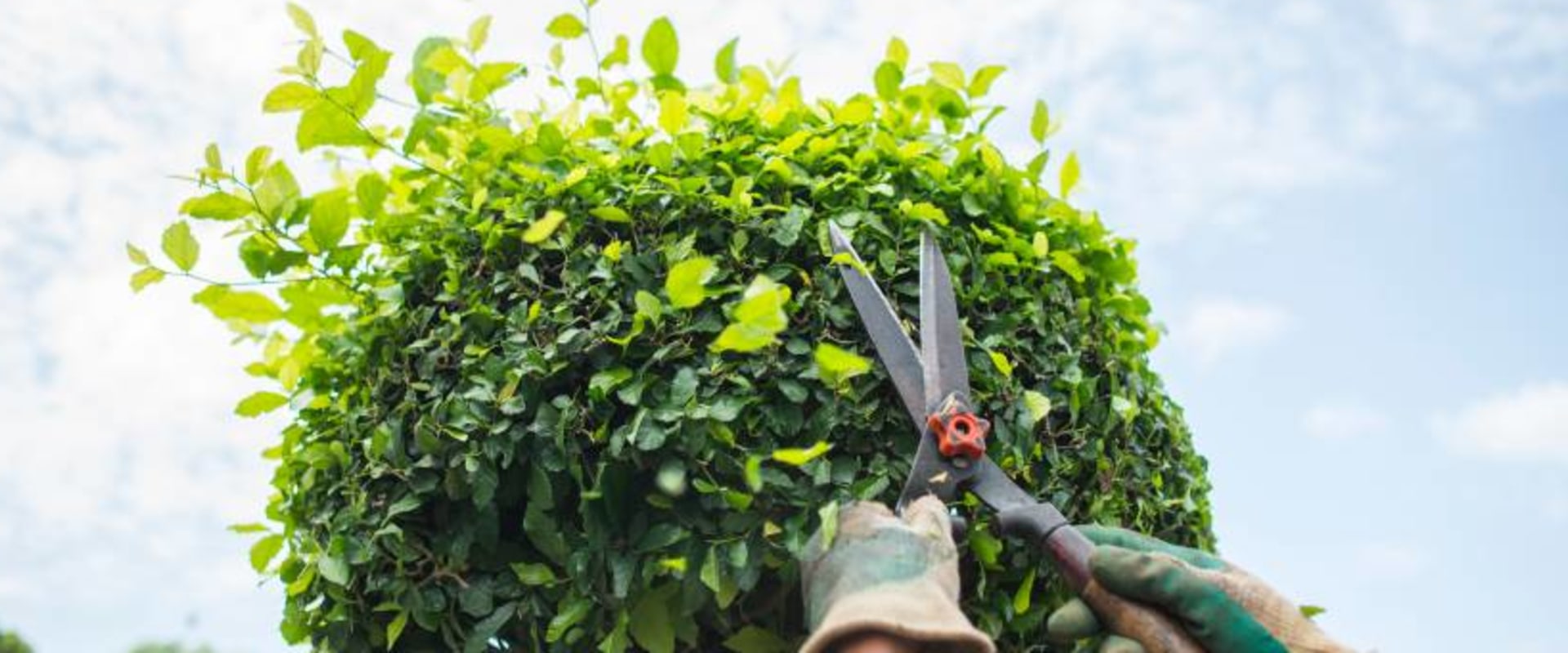 Understanding the Differences Between Tree Trimming and Pruning: A ...