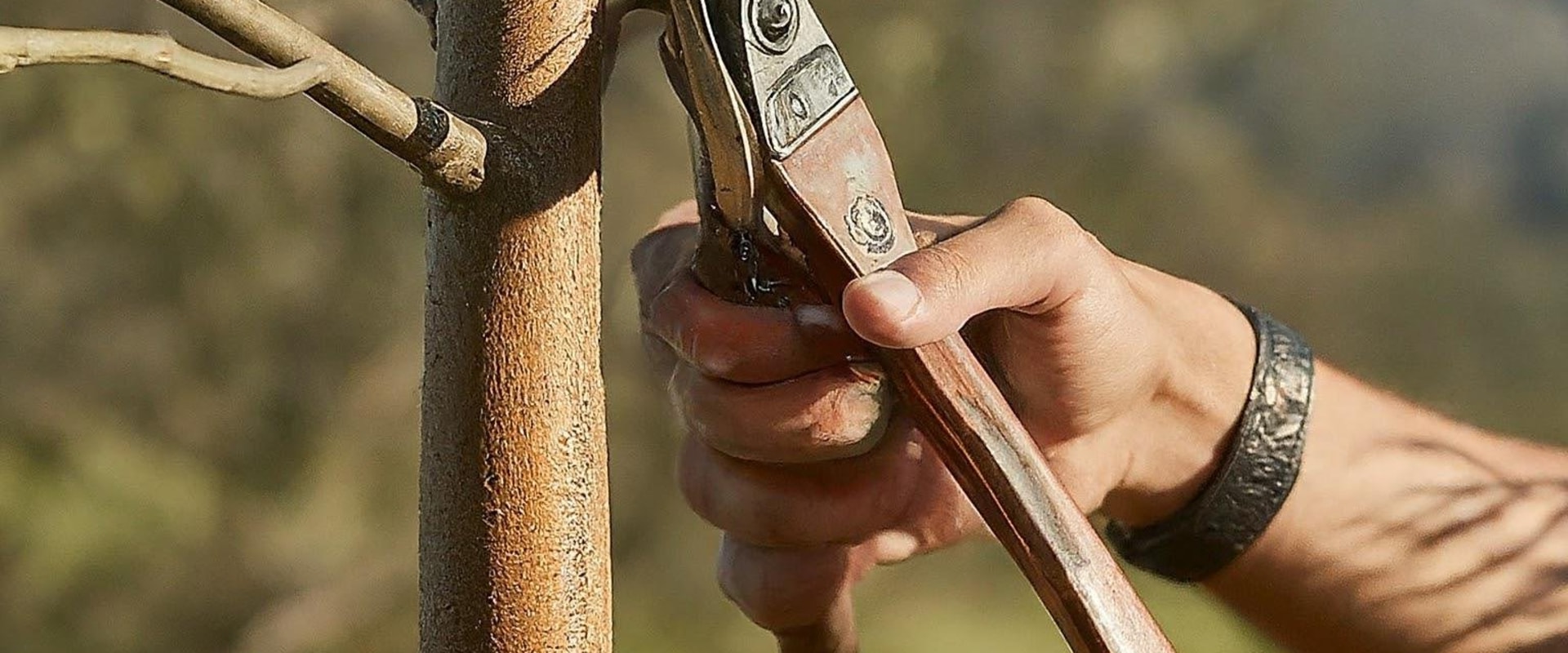 The Importance of Trimming and Pruning Young Trees: A Comprehensive Guide