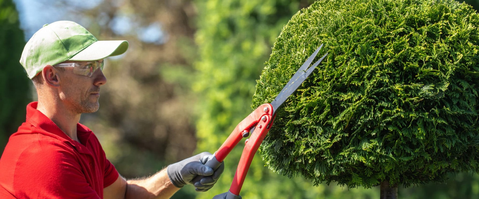 The Ultimate Guide to Tree Trimming and Pruning: Frequency, Techniques ...