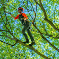 The Comprehensive Guide to the Benefits of Tree Trimming and Pruning