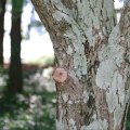 Identifying Signs of Improper Tree Trimming and Pruning
