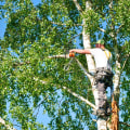 The Essential Guide to Tree Trimming and Pruning: Enhancing Tree Health