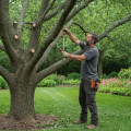 Identifying Emergency Tree Trimming and Pruning Needs: A Comprehensive Guide