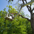 The Essential Guide to Tree Trimming and Pruning: Importance, Techniques, and Benefits