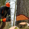 Understanding Regulations and Permits for Tree Trimming and Pruning