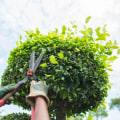 Understanding the Differences Between Tree Trimming and Pruning: A Comprehensive Guide