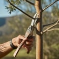 The Importance of Trimming and Pruning Young Trees: A Comprehensive Guide