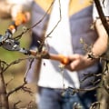 The Ultimate Guide to Tree Trimming and Pruning: Timing for Optimal Growth