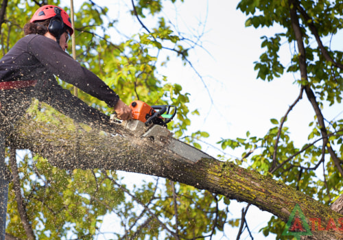 Essential Tips for Choosing a Reputable Tree Trimming and Pruning Service