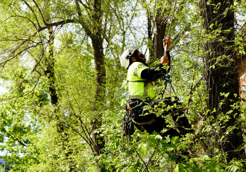 Avoiding Common Mistakes in Tree Trimming and Pruning: A Comprehensive Guide