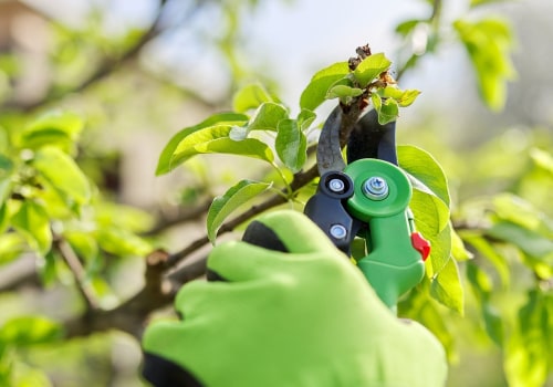 Essential Techniques for Trimming and Pruning Fruit Trees: A Comprehensive Guide