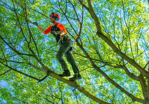 The Comprehensive Guide to the Benefits of Tree Trimming and Pruning