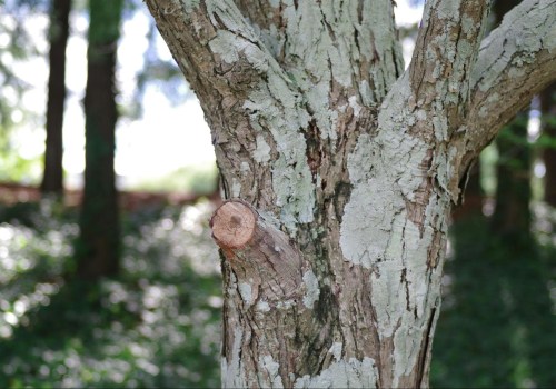 Identifying Signs of Improper Tree Trimming and Pruning