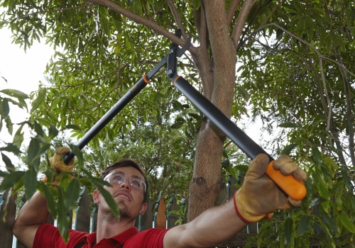 Mastering Tree Trimming and Pruning: Techniques for Maintaining Shape and Appearance