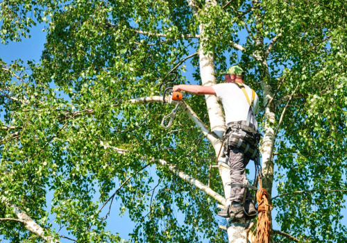 The Essential Guide to Tree Trimming and Pruning: Enhancing Tree Health