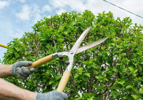 Essential Signs Your Tree Needs Trimming or Pruning