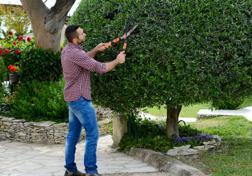 Essential Factors to Consider When Choosing a Professional Tree Trimming and Pruning Service
