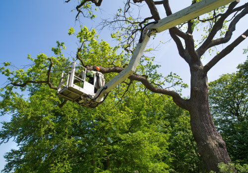 The Essential Guide to Tree Trimming and Pruning: Importance, Techniques, and Benefits