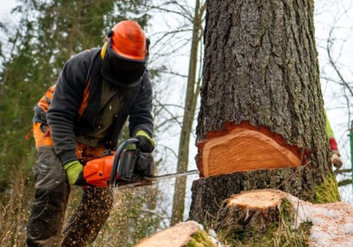 Understanding Regulations and Permits for Tree Trimming and Pruning