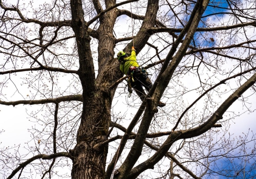 The Ultimate Guide to Tree Trimming and Pruning: Techniques, Tips, and Best Practices
