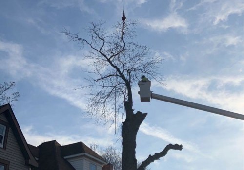 DIY Tree Trimming vs. Hiring a Professional: What You Need to Know