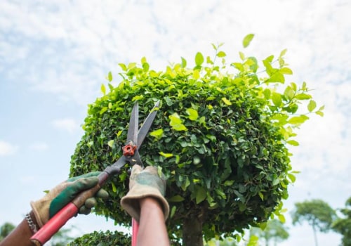 Understanding the Differences Between Tree Trimming and Pruning: A Comprehensive Guide