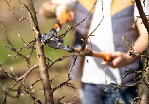 Effective Ways to Manage Tree Trimming and Pruning Debris