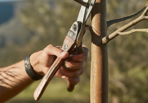 The Importance of Trimming and Pruning Young Trees: A Comprehensive Guide