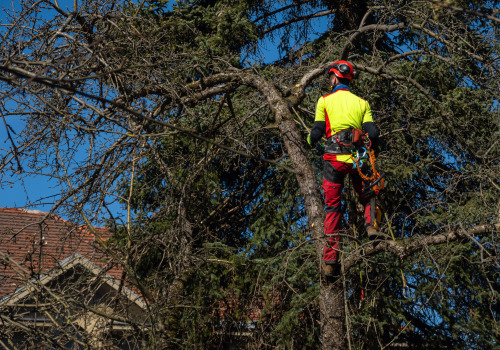 Understanding the Risks of Over-Trimming: Can Tree Trimming and Pruning Cause Damage or Death?