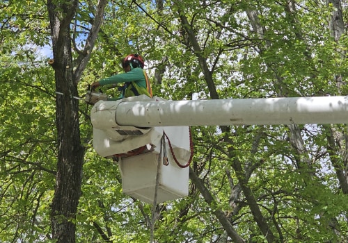 Understanding the Costs of Tree Trimming and Pruning: A Comprehensive Guide