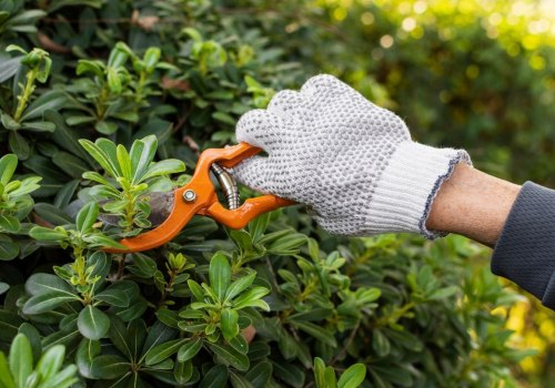 Essential Tools for Effective Tree Trimming and Pruning