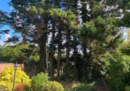 Exploring Alternatives to Traditional Tree Trimming and Pruning Methods